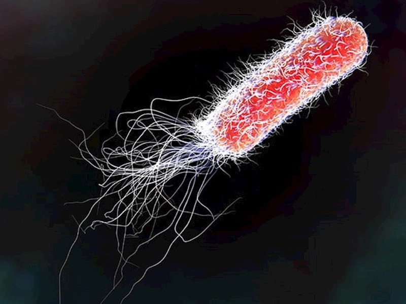 Denmark to host new international research center for global solutions on antimicrobial resistance