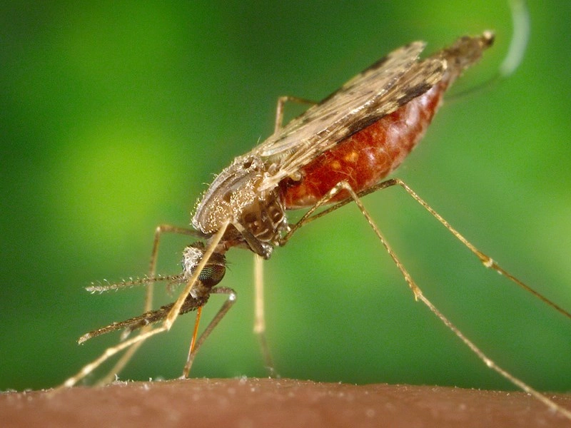 SSI receives 18 million Euro from EDCTP to test malaria vaccines