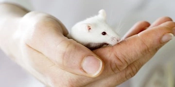 Contract Animal Services