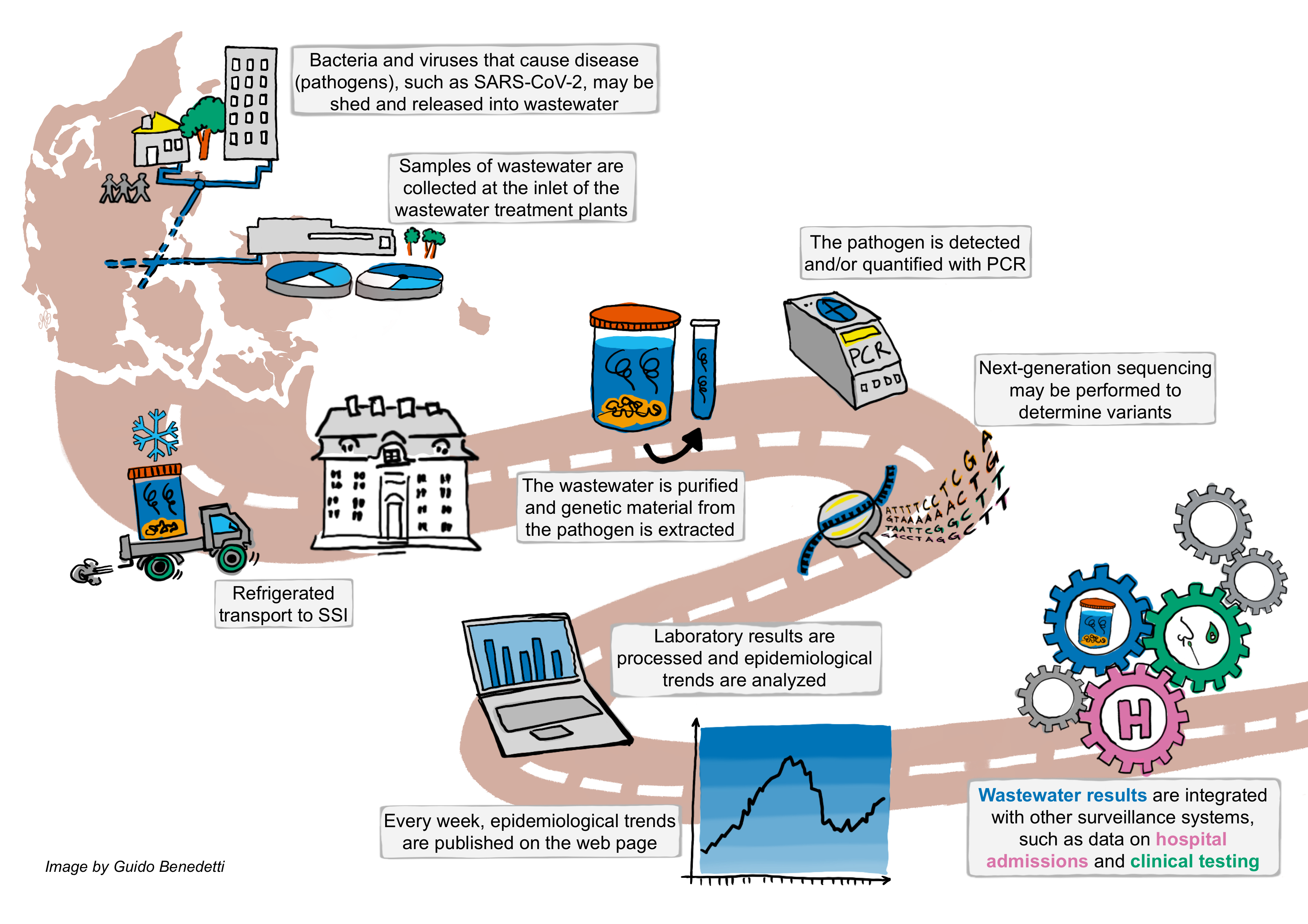 This figure illustrates the setup of the National Danish wastewater surveillance system and the different steps involved. Bacteria and viruses that cause disease (pathogens), such as SARS-CoV-2, may be shed and released into wastewater from households across the country. The wastewater is directed to wastewater treatment plants, where samples of wastewater are collected at the inlet (i.e., before any treatment of the wastewater takes place). The wastewater samples are transported under refrigeration to Statens Serum Institut. In the laboratory at Statens Serum Institut, the wastewater is purified, and genetic material from the pathogen is extracted. Polymerase chain reaction (PCR) is used to detect and/or quantify the pathogen. Additionally, next-generation sequencing may be performed to identify variants of the pathogen. The laboratory results are processed, and epidemiological trends are analyzed. Every week, epidemiological trends are published on Statens Serum Institut’s website. The wastewater results are integrated with data from other surveillance systems, such as hospital admissions and clinical tests.